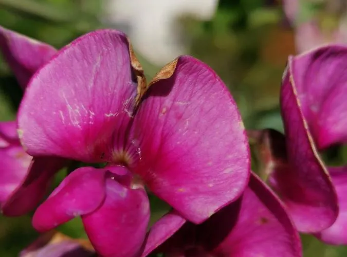 住宿加早餐酒店 胡拉斯特尔16号酒店 Wiedlisbach